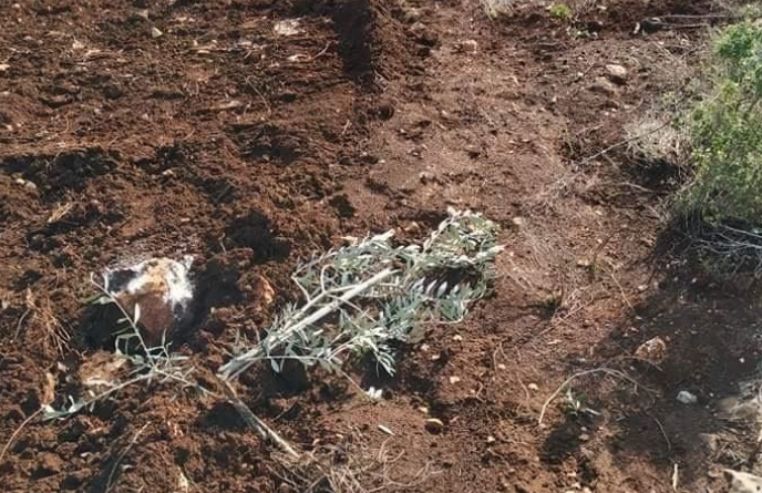 مستوطنون يسرقون مئات أشجار الزيتون من بديا